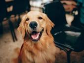innovative wellness dog grooming