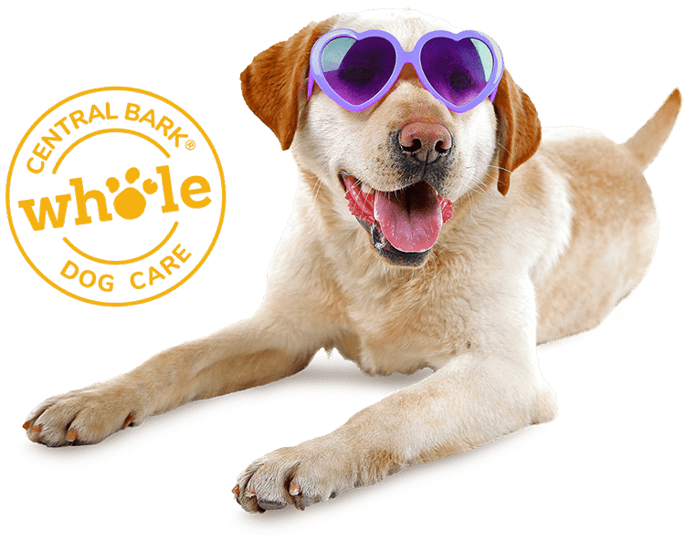 Fetch! Pet Care franchise support