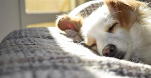 4 Steps to Selling a Pet Boarding or Daycare Facility
