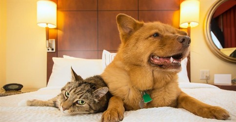 How to Buy a Boarding Kennel or Doggy Daycare