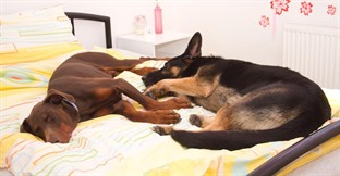 Sector Spotlight: American Kennels