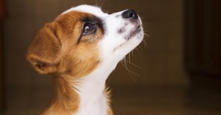 How to Run a Kennel