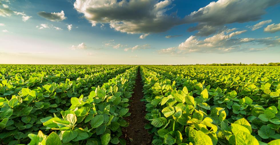 agriculture