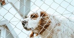 Texas kennel blaze highlights regulatory blind spot