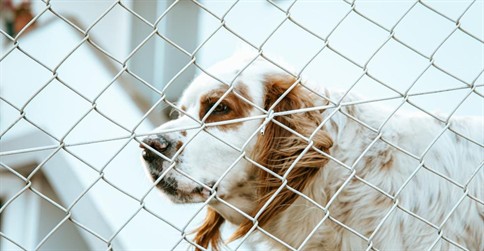 Texas kennel blaze highlights regulatory blind spot